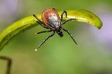 How to protect yourself from ticks