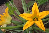 The Delectable Squash Blossoms