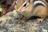 Young astern chipmunk