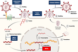 Cabotegravir, A Paradigm-Shifting HIV Drug