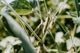 A golden opportunity in the soybean market