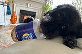 Budgeting for Pets