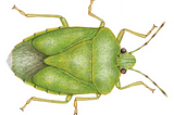 Sonnet to Winterworn Stink Bugs