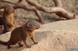 A mongoose, proud and on the alert.