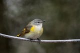 The Art of The Bird — Warblers.