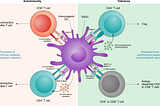 IMMUNOLOGY: Tolerance & Hypersensitivity