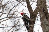 Winter Cold, Talking Trees, and Pileated Woodpeckers