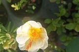 Portulaca 10’o Clock white yellow design