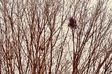 Top of a now leafless Silver Maple tree showing two large nests remaining in the tree, one squirrel nest, one bird nest.