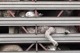 Torturing lambs good, fur bad — Denver Liberals Vote