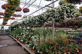 Greenhouse garden with colorful plants