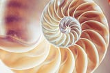 The Fibonacci illustrated by the cross section of a pearl nautilus.