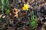 Single daffodil blooming against background of dead leaves