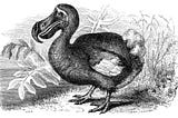 Dodo