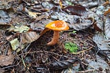 Orange colored Mushroom growing In my back yard. Image by Gabriella December 2024