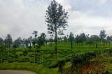 Wayanad — Third time is the charm