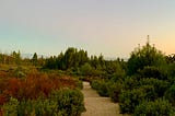 Sandy trail surrounded by colorful dessert flora