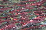 Migrating sockeye salmon crowd a river