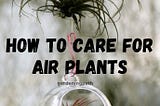 How To Care For Air Plants | Indoor Plant Guide