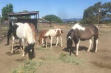 Elaine Nash Feeds Thousands of Horses as Owners Lose Jobs