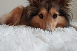 Life Lessons Taught By a Sheltie: What raising a sheltie is teaching me about life