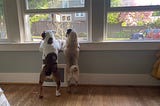 Two dogs, an English Bulldog and a fawn Pug, stand with their paws on a window sill so that they can see out the open window looking towards the street.