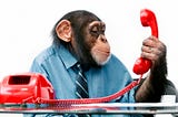 Monkey in a dress shirt and tie stares at the receiver of a red corded push button phone as if to say “why should I listen?”