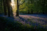 The Forest Wonders Where We Went