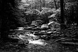 In moments of despair, go to the woods.