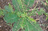 Strange weed that popped up….coffee plant?