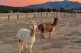 The view of farmland with two alpacas, a white and a brown one in the foreground with an orange sunset in the background.