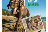 IAMS’ Way to Make the Mass-produced Unconventional