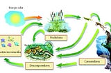 Alfabetización Ecológica