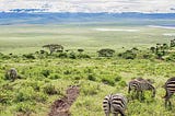 5 Days Best Of Tanzania Wild Luxury Safari.