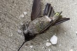 Crash: The Death of a Hummingbird
