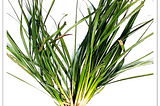 Kusha grass- Just a grass?