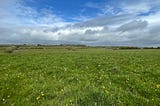 Pembrokeshire grass fields, flowering.