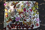 Paper with a collection of flowers, leaves and conkers arranged on it