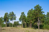 Photo of six pine trees in the foreground, with more ranged behind them immediately and off into the distance. The trunks go up ten to fifteen feet before the branches break out into a bushy crown. Bishops have thick, sturdy, heavy cones that hold themselves tightly together. They’re a work of art. You might imagine a carpenter made them. You wouldn’t ever want one to fall on your head.