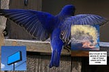 Bluebirds, Over Zealous Endeavors & The Book of Soul