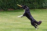 Two Dogs Passing a Frisbee: Why Machine Learning struggles to Explain this Image