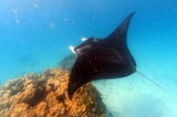 The Gentle Giants of An Abandoned Pearl Farm at a South Pacific Atoll.