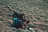 Best Dog Tents for Camping
