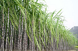 Climate Based Crop Advisor for: Sugarcane!
