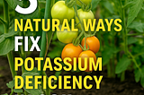 5 Natural Ways Fix Potassium Deficiency in Soil