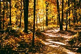 A Walk in the Woods