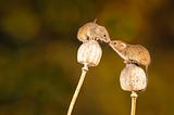 Two small brown rodents perched on plants touch noses.