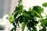 cilantro image from pexels