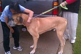 Rescue: The Messy Work of Saving Our Four-legged Friends