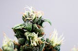 The Indica Vs Sativa Debate is Outdated: Understanding Terpenes